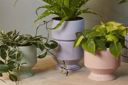 Pasadena Pot