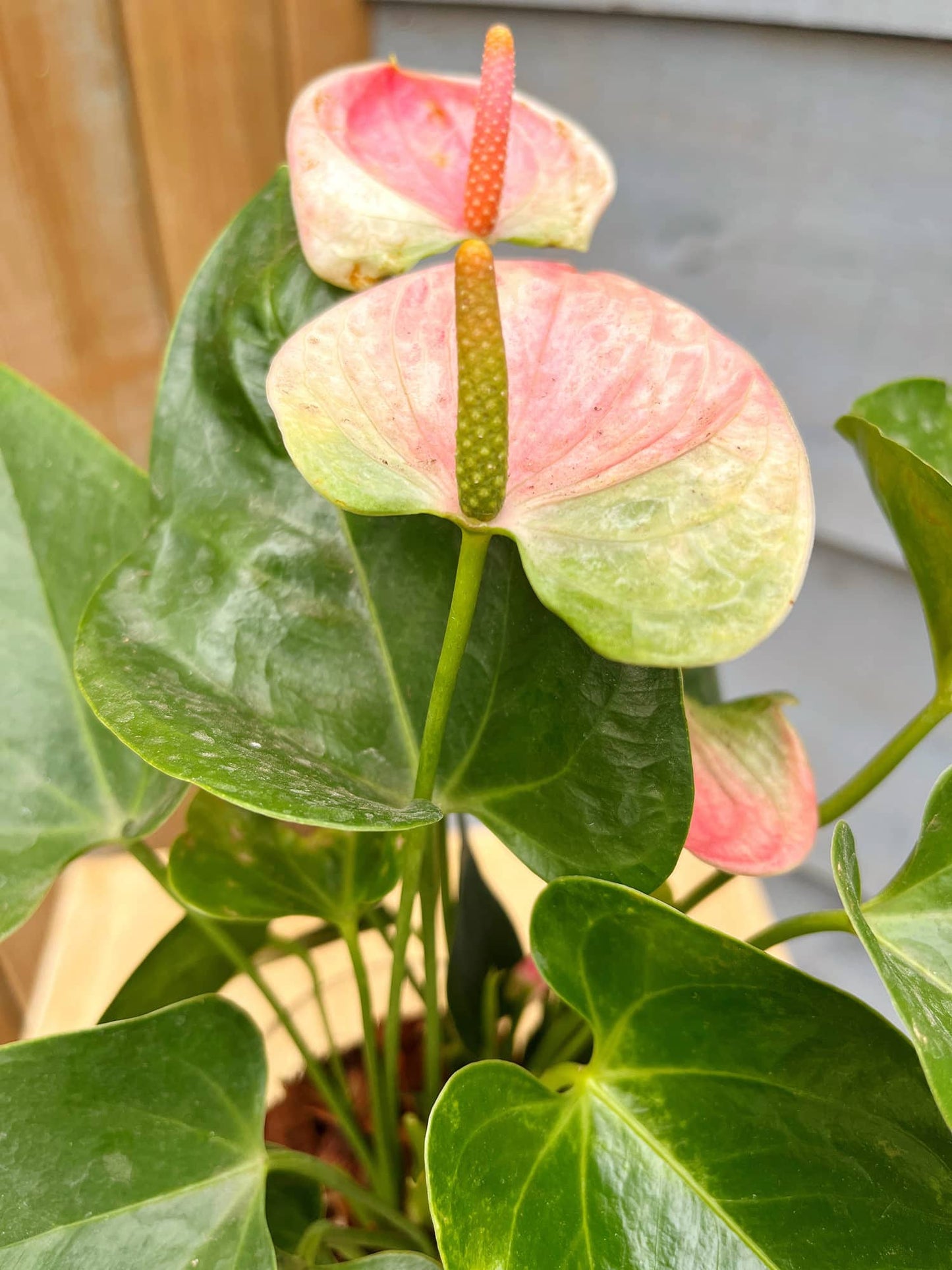 Anthurium in Glass