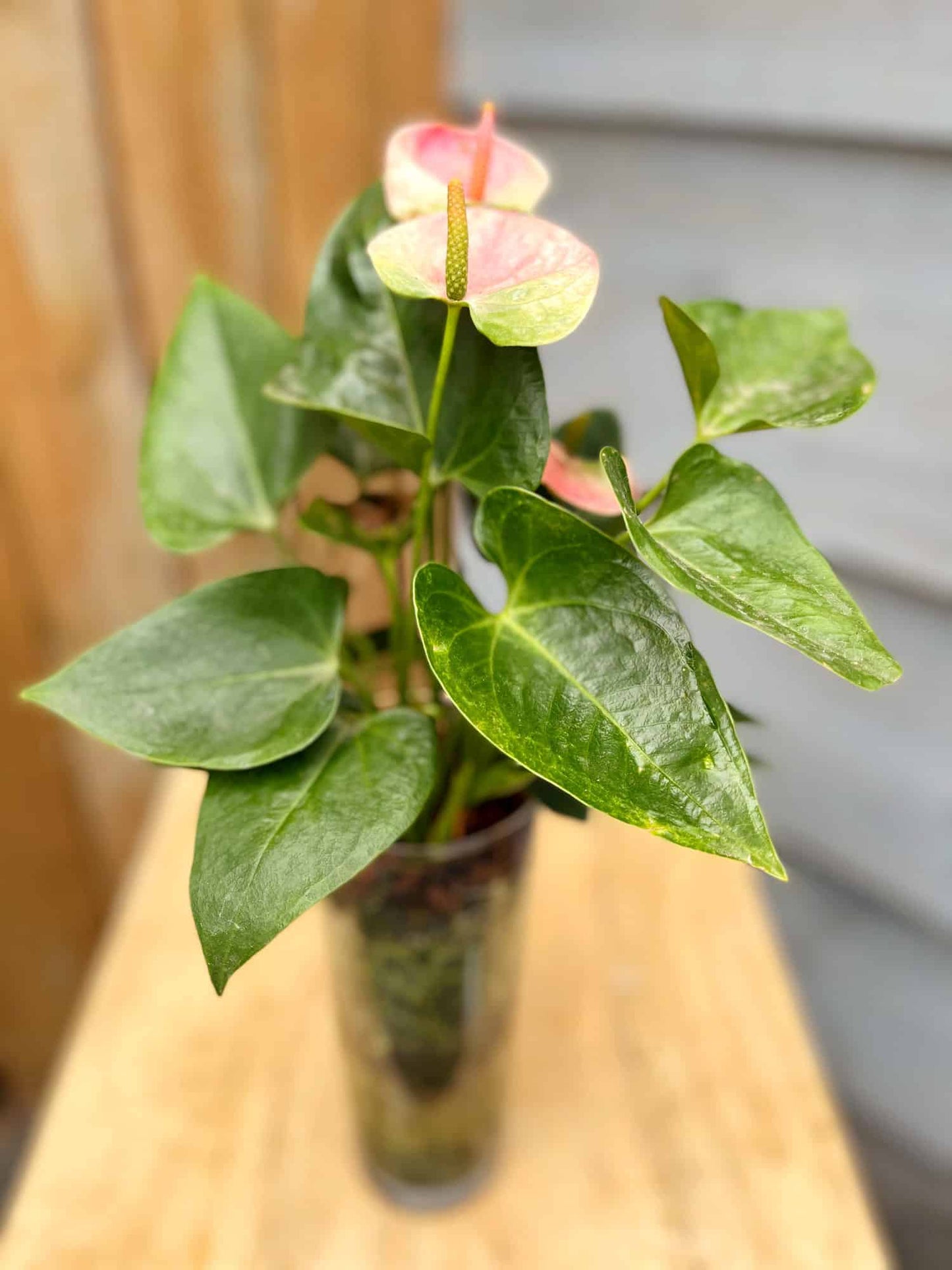 Anthurium in Glass