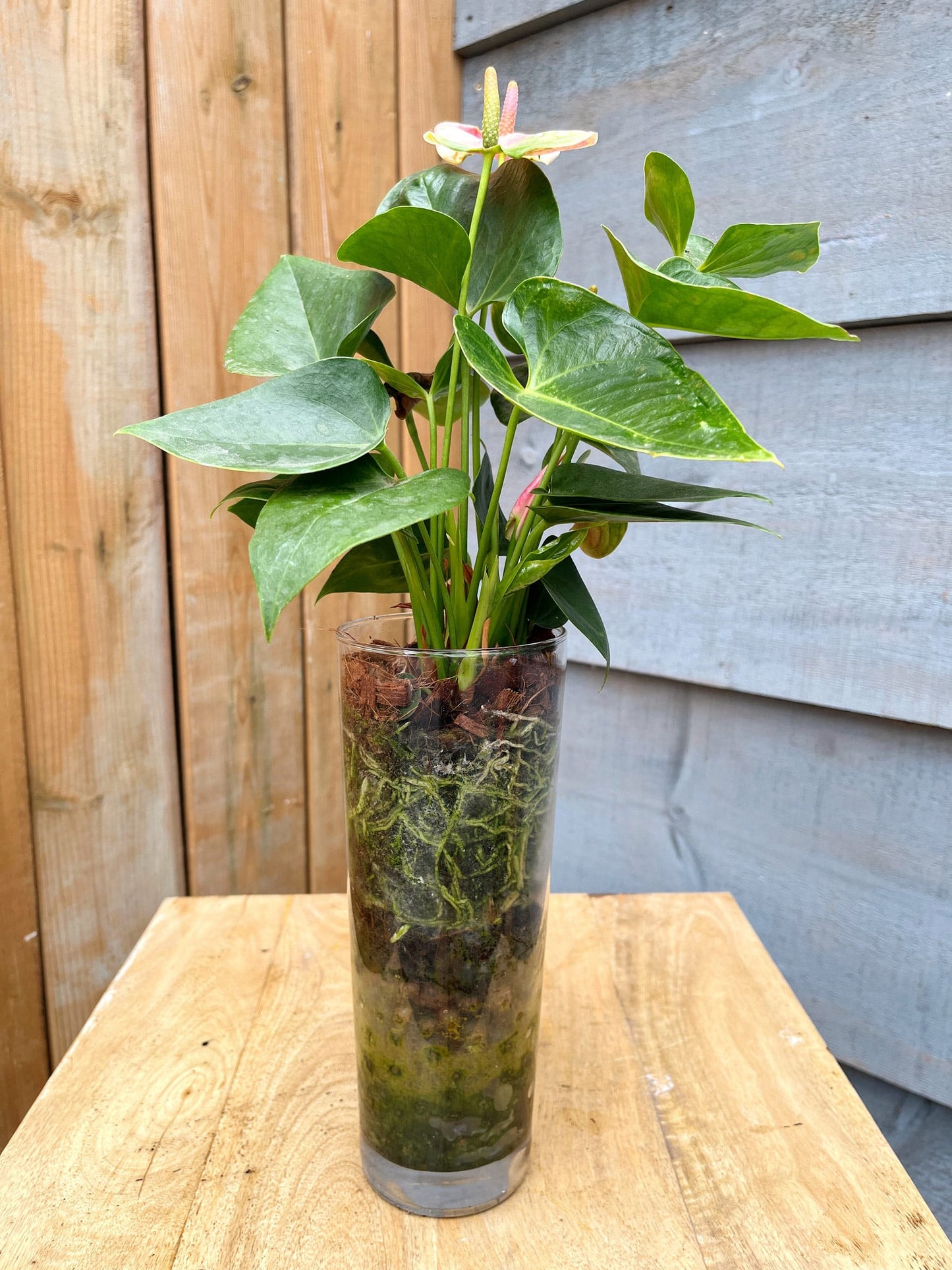 Anthurium in Glass