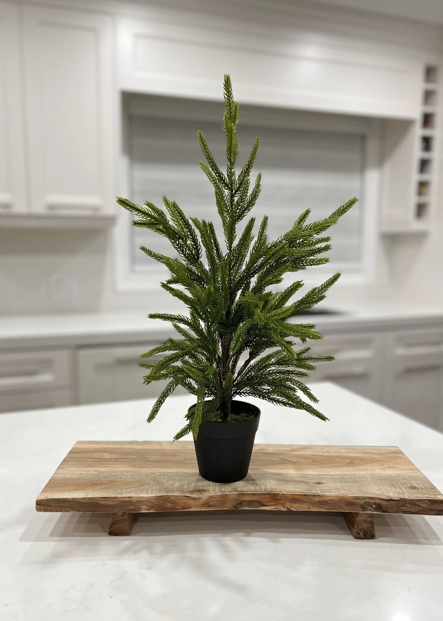 Norfolk Pine Tree Potted