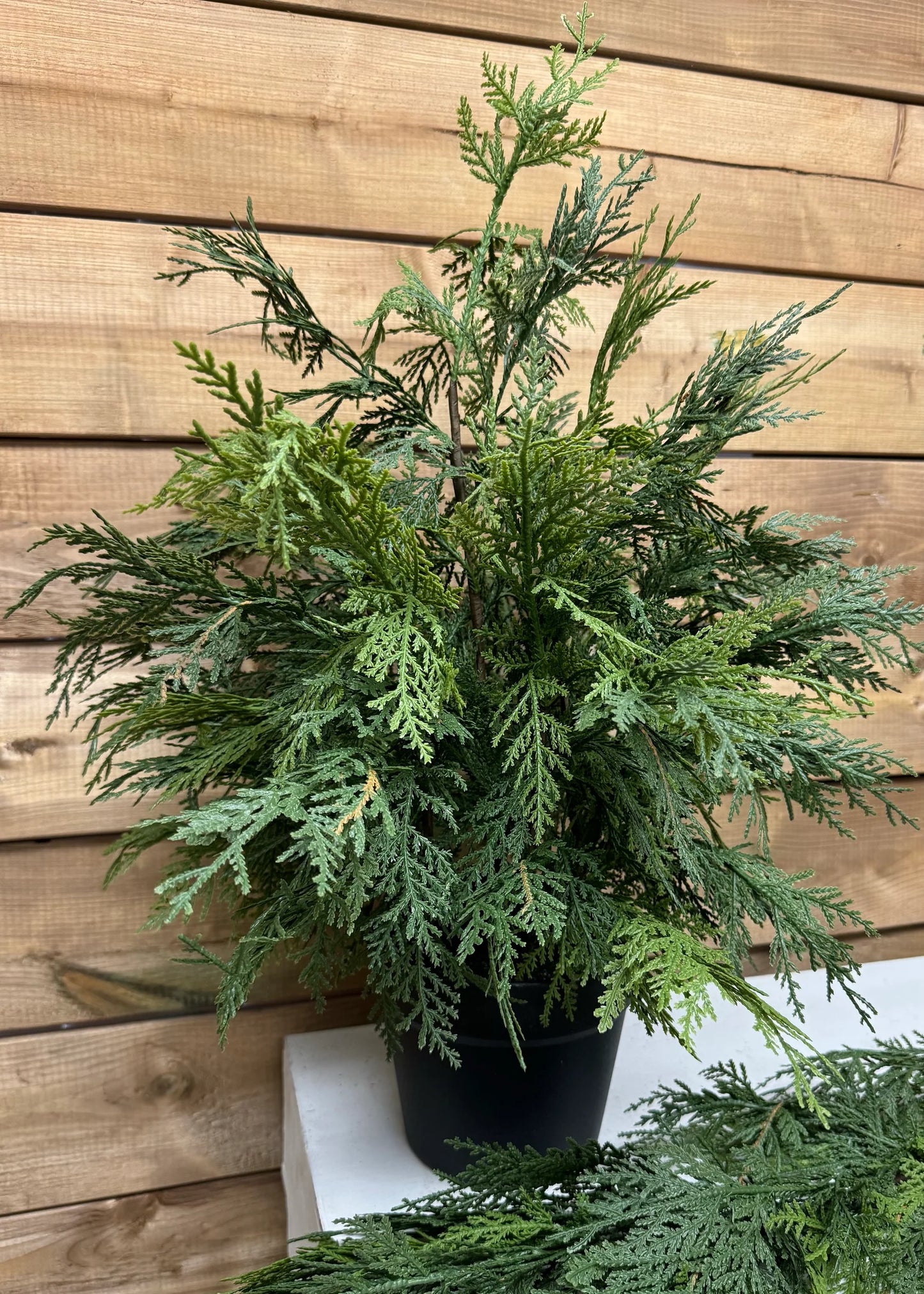Potted Northern White Cedar