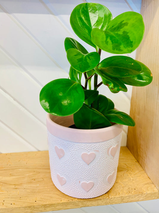 Valentine's Heart Planter