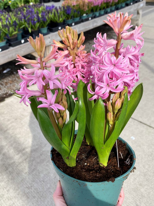 Spring Bulbs Assorted 6"