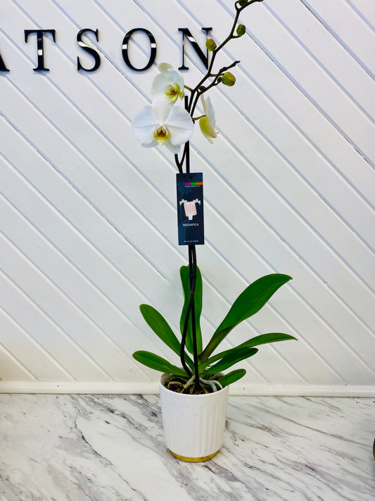 Winter White Orchid 5"