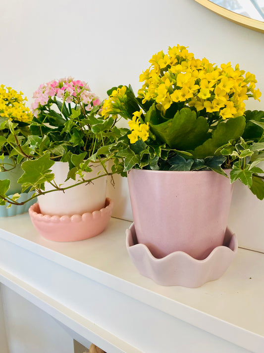Mother's Day Plant Arrangement