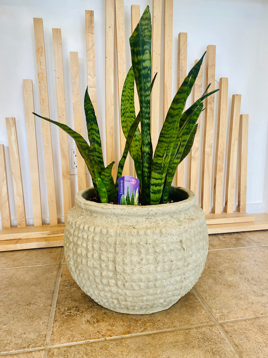 Sansevieria | Snake Plant