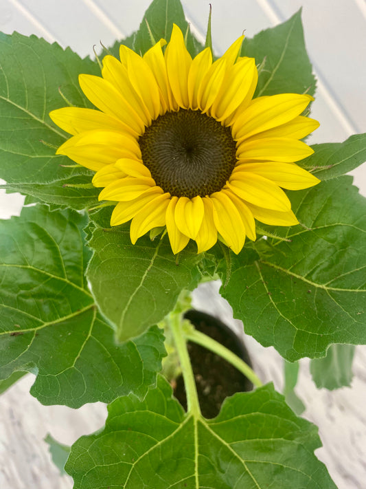Sunflower | 6"