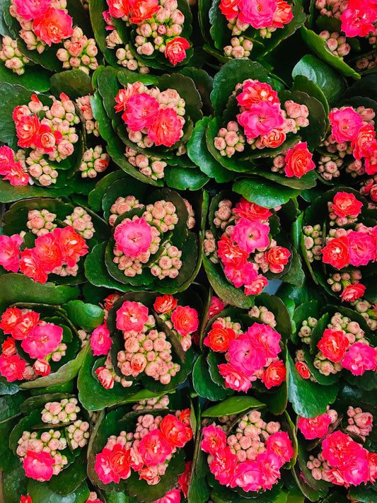 Spring Kalanchoes | 2.5"