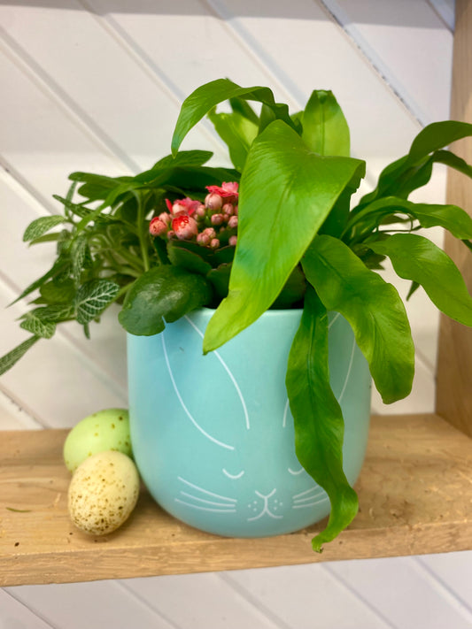 Easter Plant Arrangement