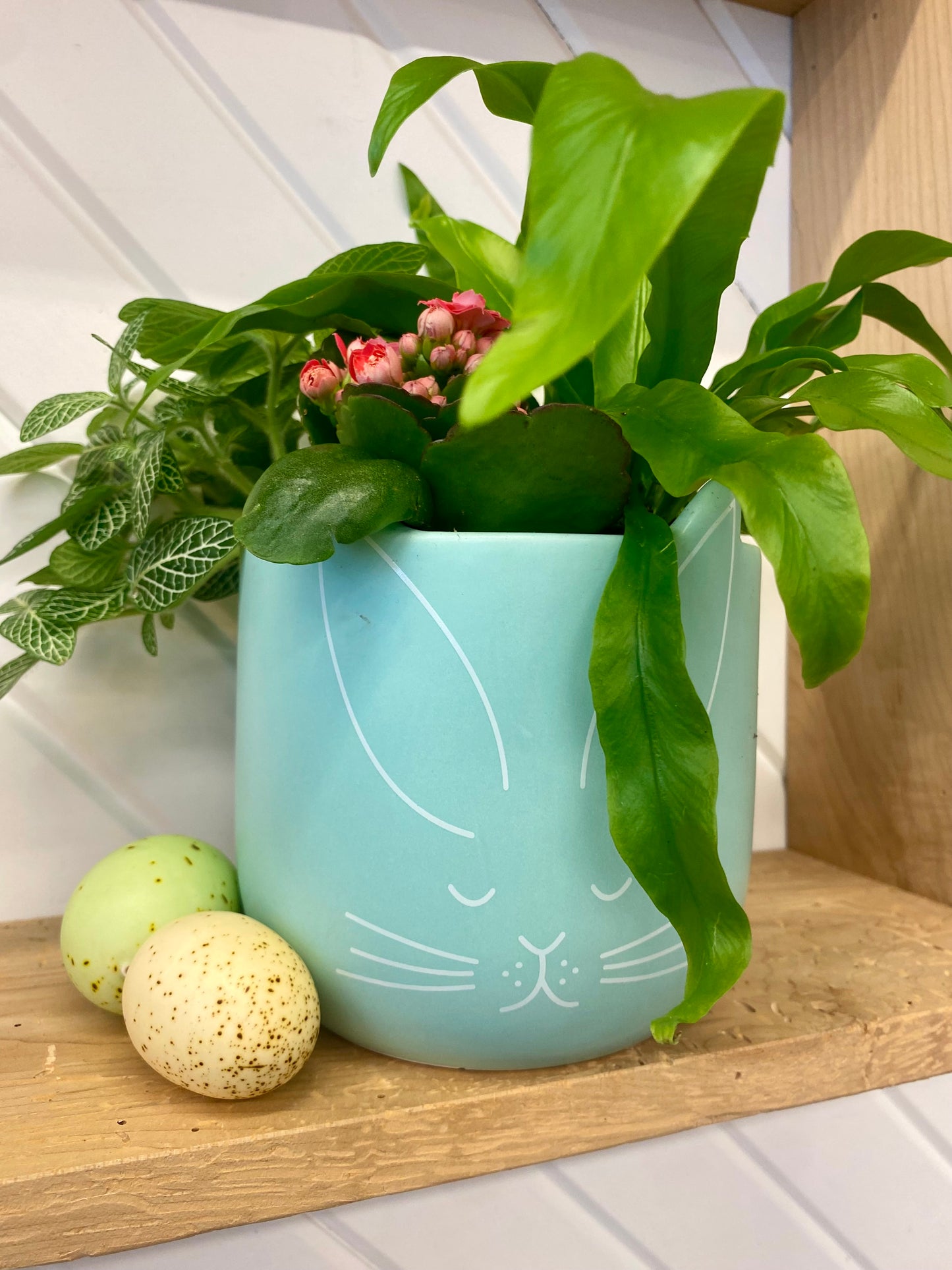 Easter Plant Arrangement