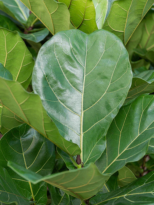 Ficus Lyrata