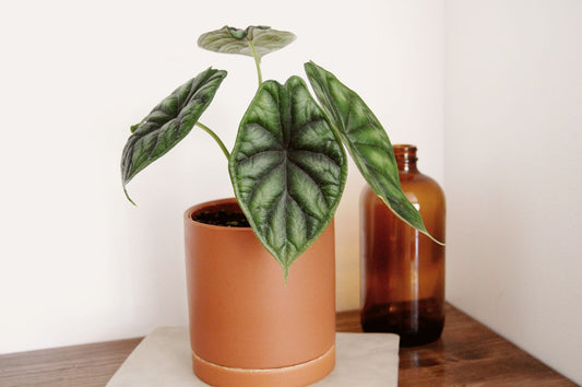 Alocasia | Dragon Scale