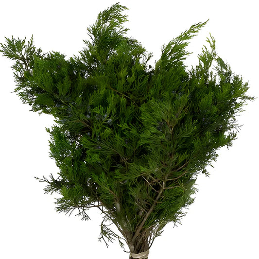 Gold Tipped Cedar Bundle