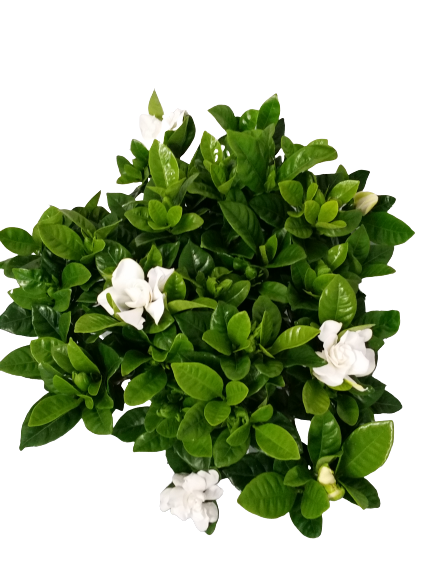 Gardenia