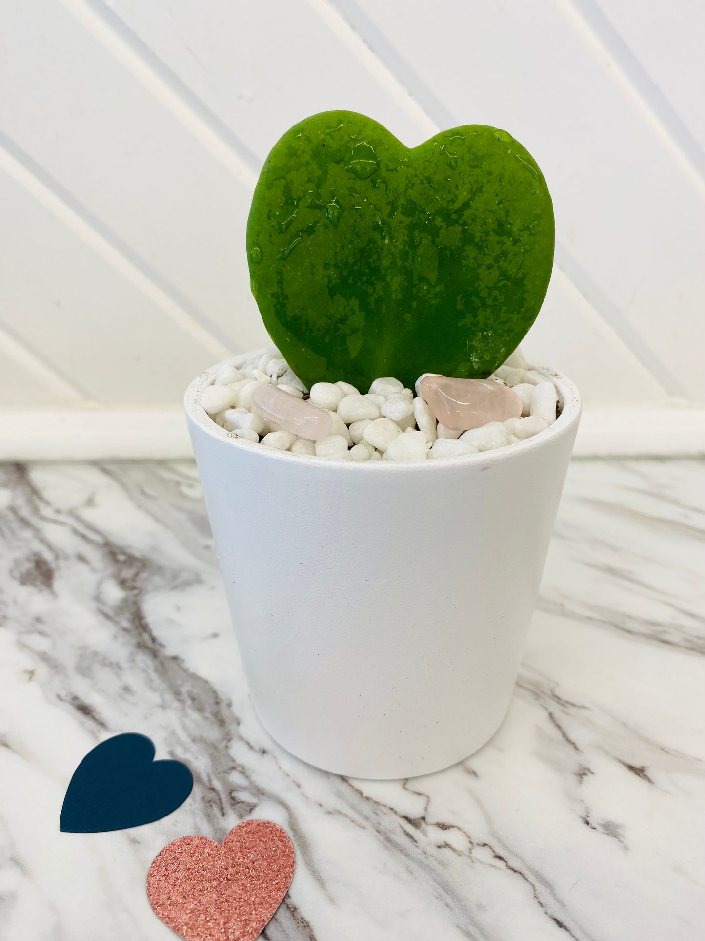 Heart Hoya Succulent in Pot