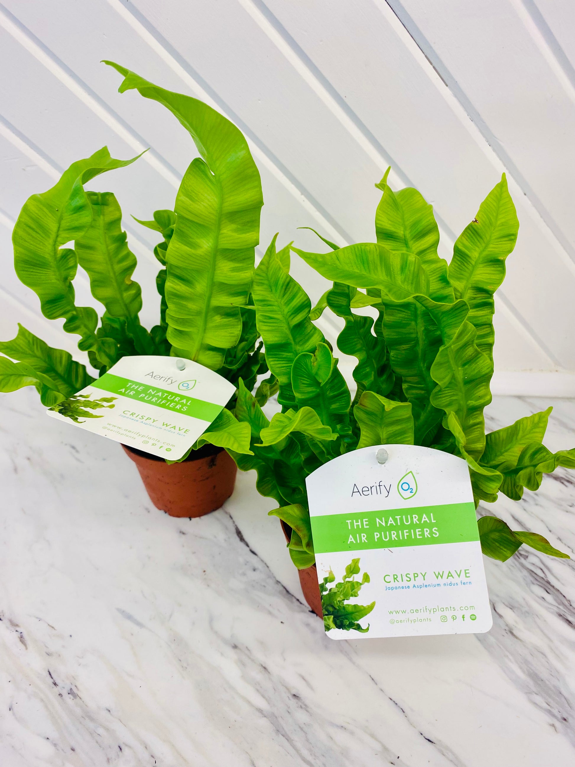 crispy wave air purifier plant Crispy Wave Fern 4" – Elizabeth Watson