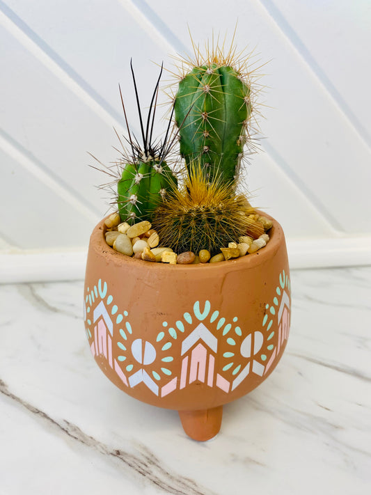 Cactus Arrangement