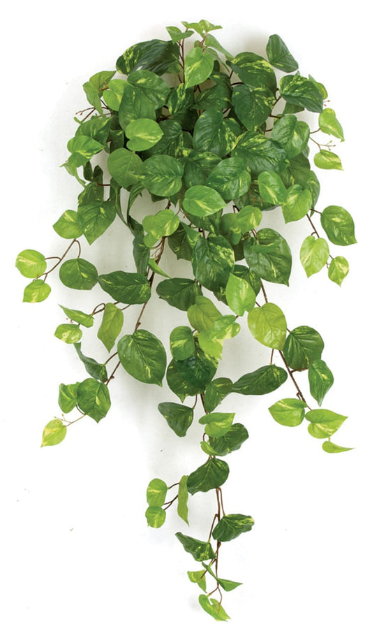 40" Pothos Bush Green
