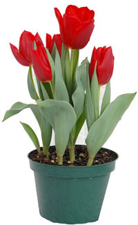 Spring Bulbs Assorted 4"