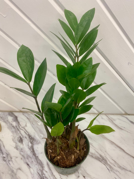 ZZ Plant