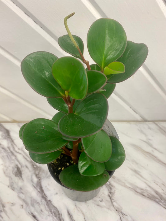 Assorted Peperomia
