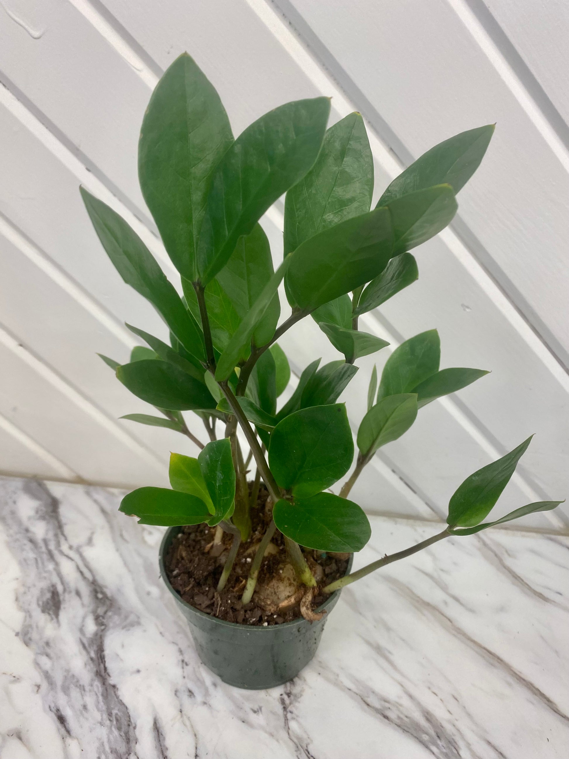 where to buy zz plant in canada ZZ Plant – Elizabeth Watson