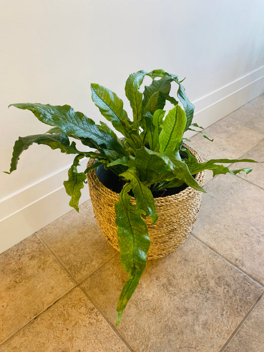 Crocodile Fern