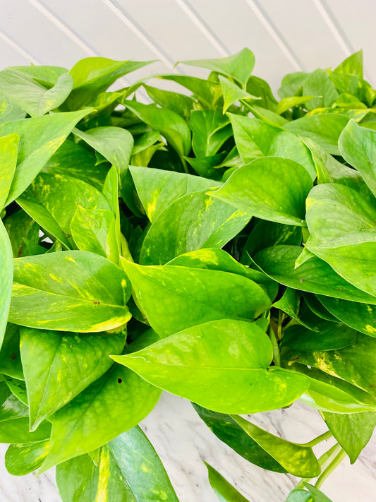 Golden Pothos