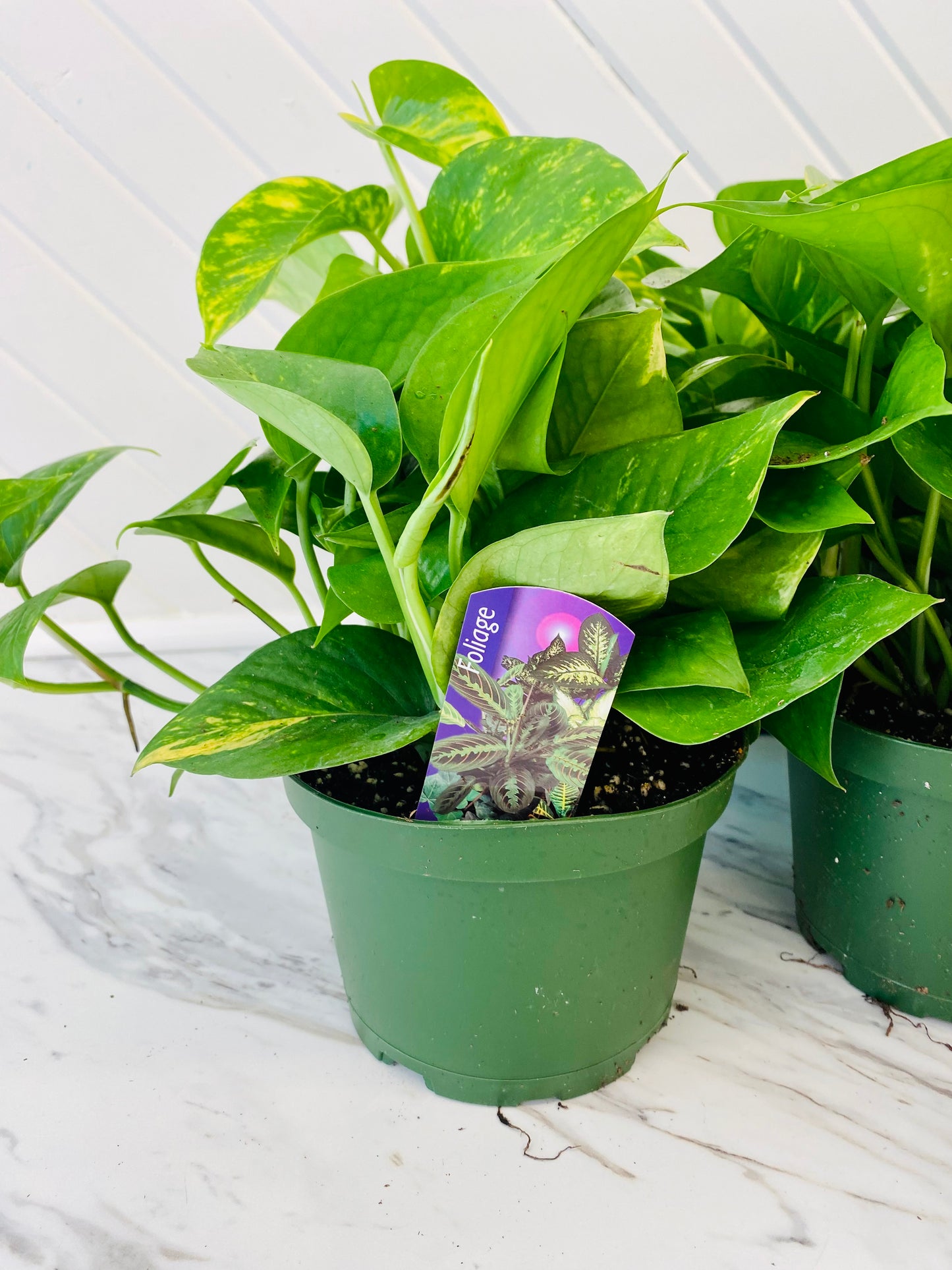 Golden Pothos