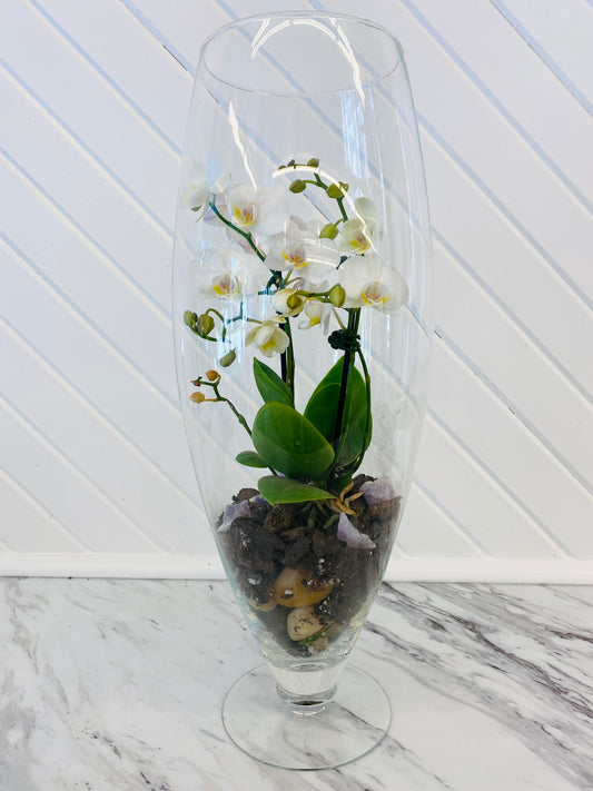 Luxe Orchid Arrangement
